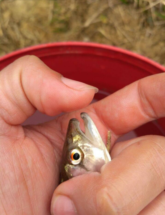 瓜豆種植時間和方法_種地的人都說種豆得豆種瓜得瓜釣魚釣的是?號_何為瓜豆原理