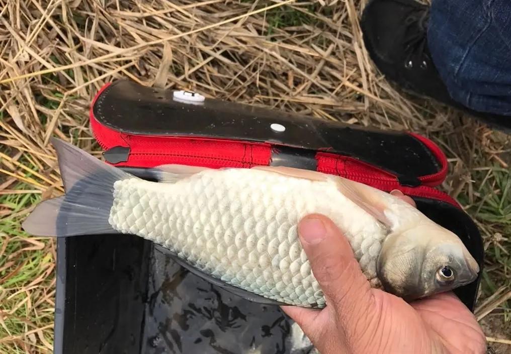 釣鯽魚視頻教程_釣魚視頻鯽魚_釣鯽魚視頻