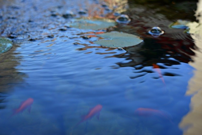 釣鯽魚小視頻_野釣視頻鯽魚_野釣鯽魚視頻