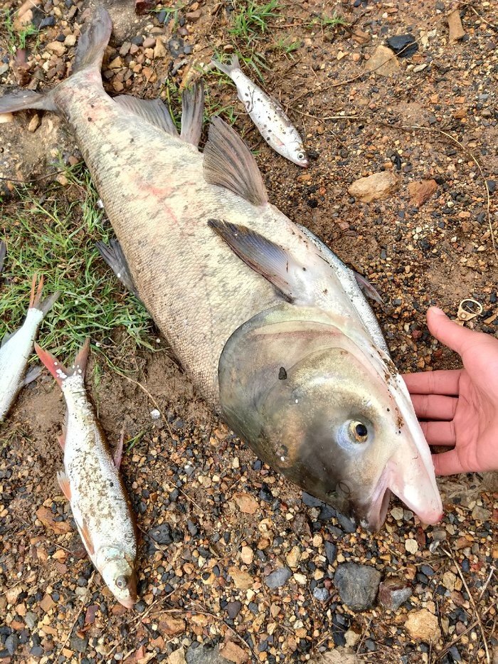 釣鰱鳙視頻手竿_垂釣鰱鳙視頻_野釣鰱鳙視頻直播