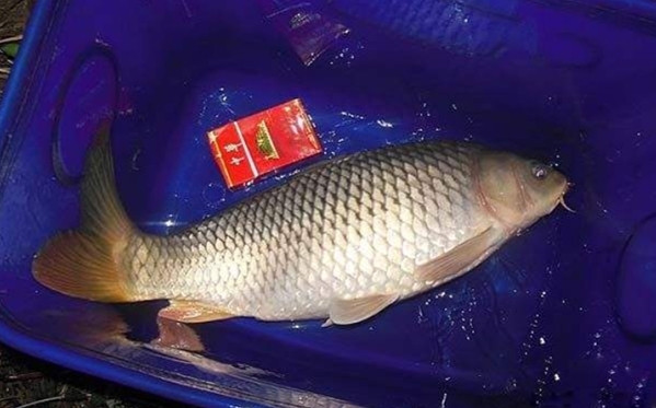 草魚用路亞餌最好釣_路亞釣草魚用什么誘餌_路亞釣草魚用什么餌最佳