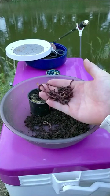 釣魚蚯蚓的正確掛法圖_釣魚蚯蚓怎么掛鉤_蚯蚓如何釣魚