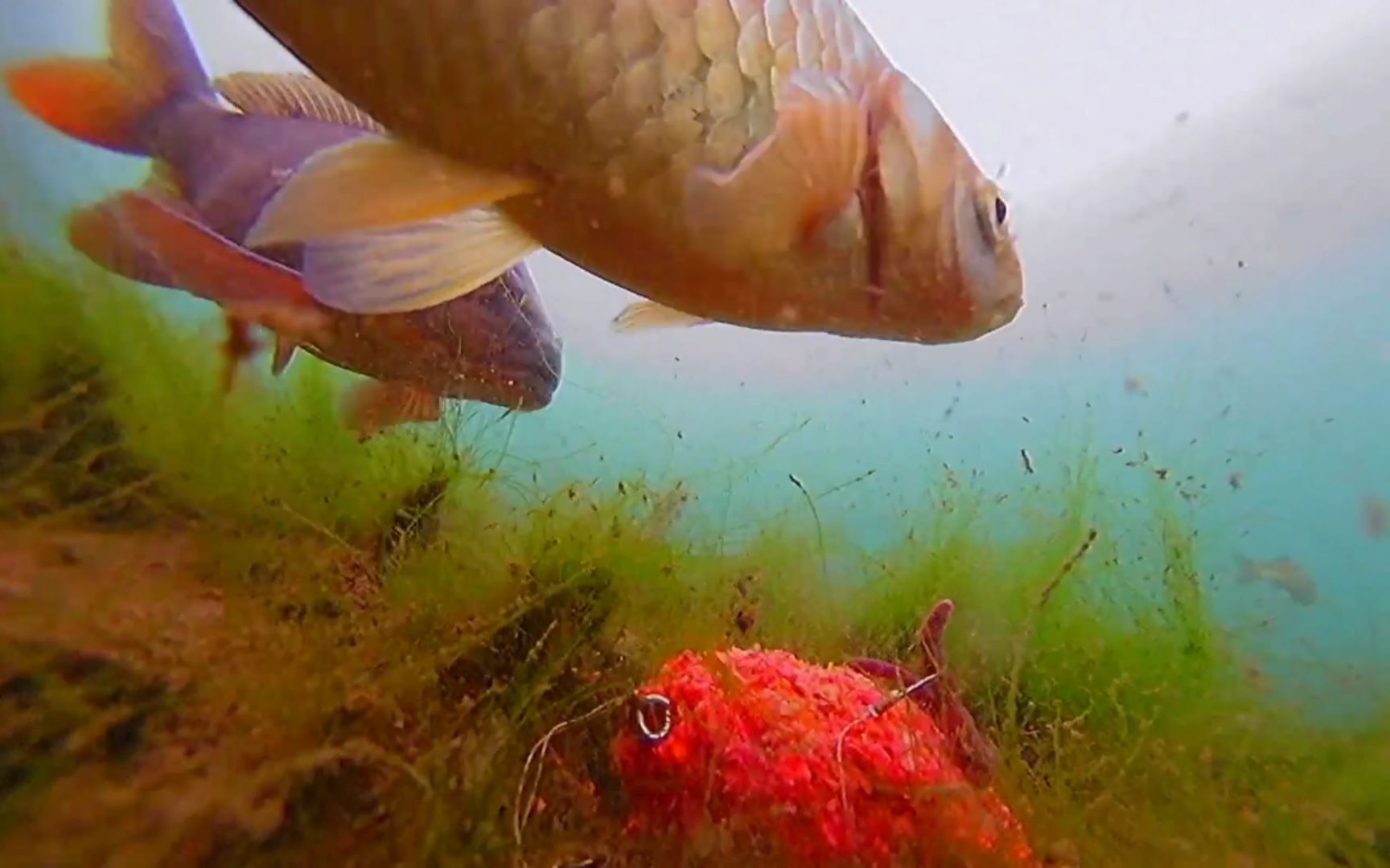 蚯蚓鯽魚技巧野釣圖解_蚯蚓鯽魚技巧野釣視頻_蚯蚓野釣鯽魚技巧