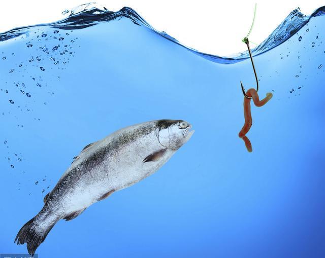 蚯蚓鯽魚技巧野釣視頻_蚯蚓野釣鯽魚技巧_蚯蚓鯽魚技巧野釣圖解