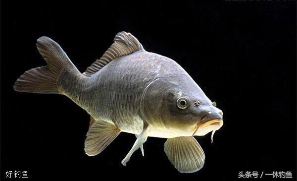 野外釣魚游戲_釣魚野外游戲怎么玩_釣魚野外游戲叫什么