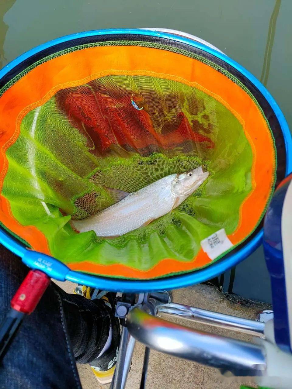 了解鯽魚的攝食規律，選擇合適的餌料，助你早日爆護
