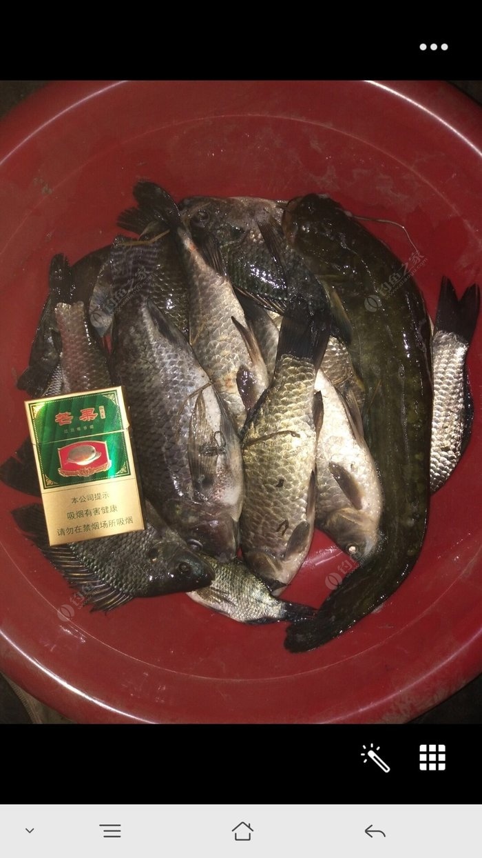 冬季野釣如何搭配線組？做好這兩個關鍵點，讓你多釣到很多魚