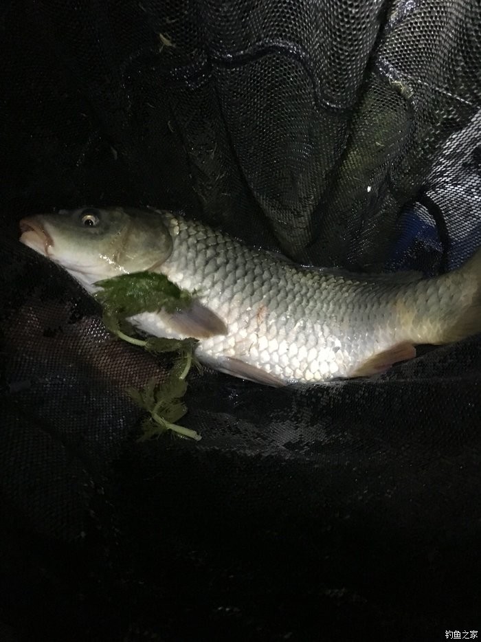 《老鬼釣魚視頻》激戰赤東湖必看_《老鬼釣魚視頻》激戰赤東湖必看_《老鬼釣魚視頻》激戰赤東湖必看