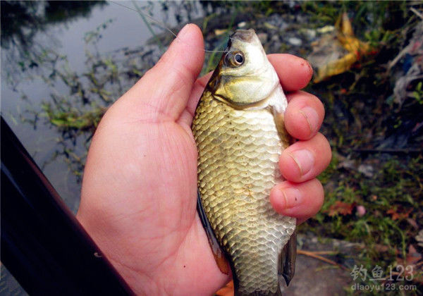 水庫釣魚方法大全_水庫釣魚教程_自然水庫釣魚必須掌握的四個技巧必看