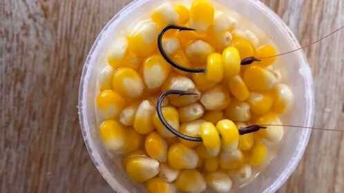 廣東垂釣草魚，餌料挑選至關重要，玉米紅薯成首選