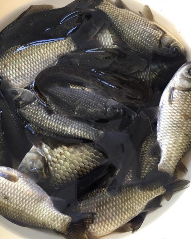 秋季鯽魚如何釣_秋季野釣鯽魚技巧_秋季鯽魚技巧野釣圖解