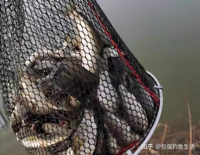 秋季鯽魚技巧野釣圖解_秋季野釣鯽魚技巧_秋季鯽魚如何釣