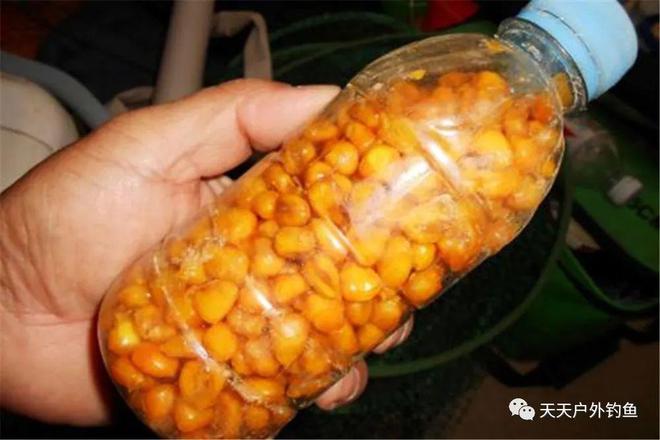 自制紅薯釣鯉魚草魚爆炸鉤餌料配方必看_紅薯自制釣鯉魚爆炸餌料配方_爆炸釣掛紅薯釣鯉魚