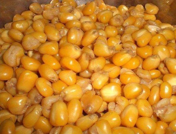 釣魚餌料怎么選？玉米和紅薯哪個更吸引草魚？