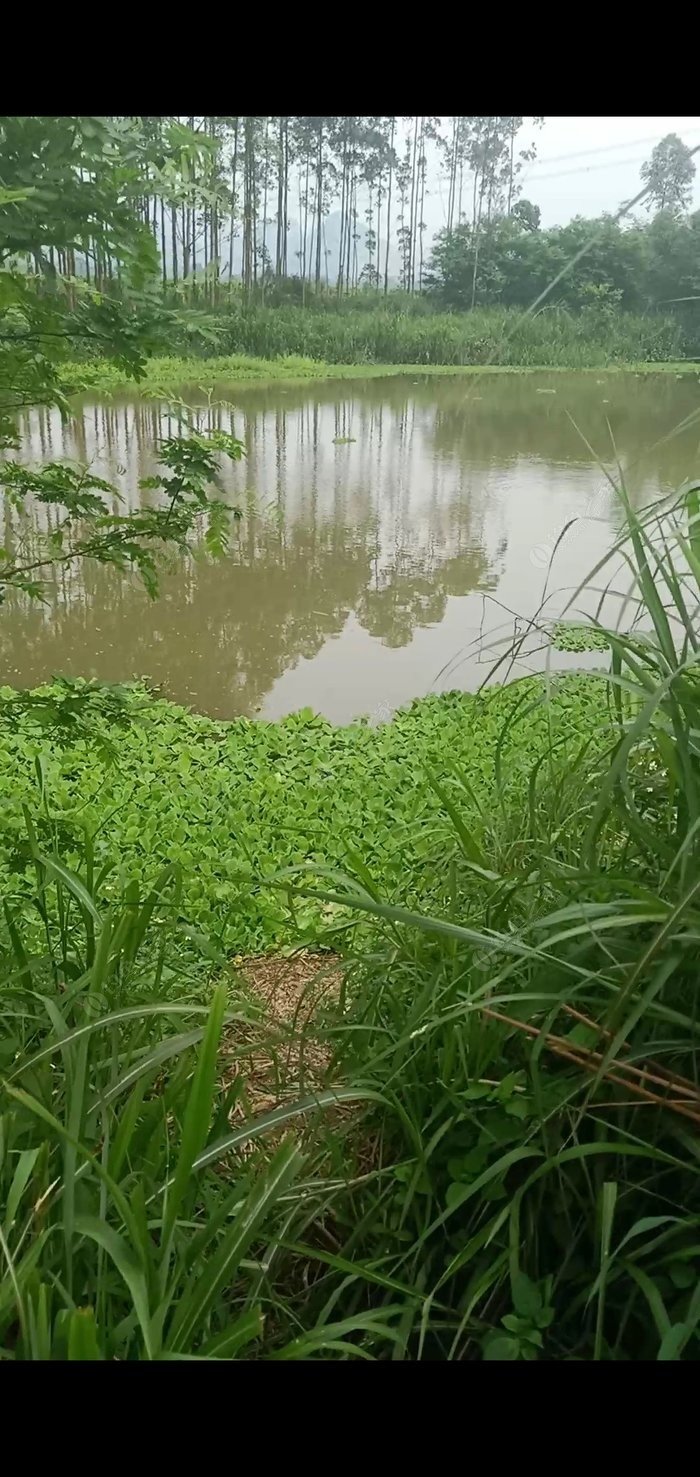 黃蜂魚看來只能夜釣