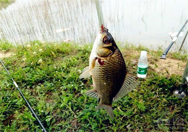 釣魚養殖蚯蚓必看技巧方法圖片_釣魚養殖蚯蚓必看技巧方法視頻_蚯蚓的養殖及釣魚技巧方法必看