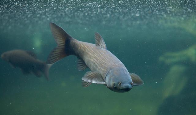 釣深秋餌料草魚好用嗎視頻_釣深秋餌料草魚好用不_深秋釣草魚用什么餌料好