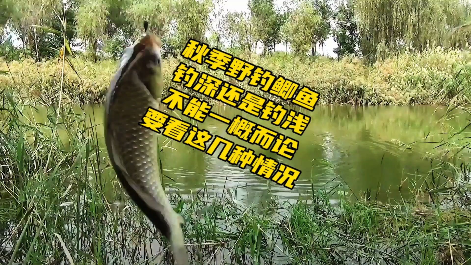 鯽魚習性大揭秘！選擇合適窩料，春秋季節釣大鯽魚不再難