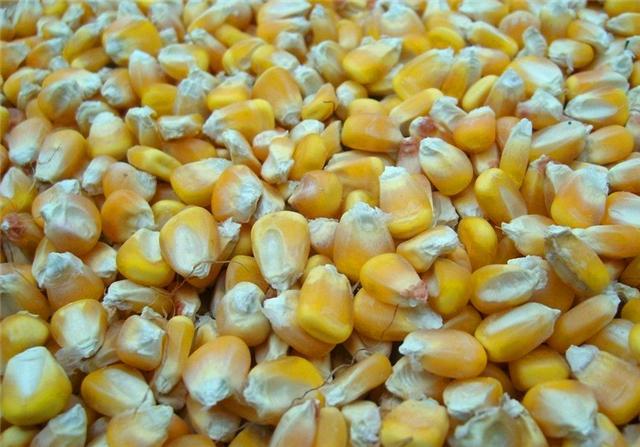 鯽魚打窩用什么窩料_鯽魚打窩用碎米還是大米_用什么打窩大鯽魚最多
