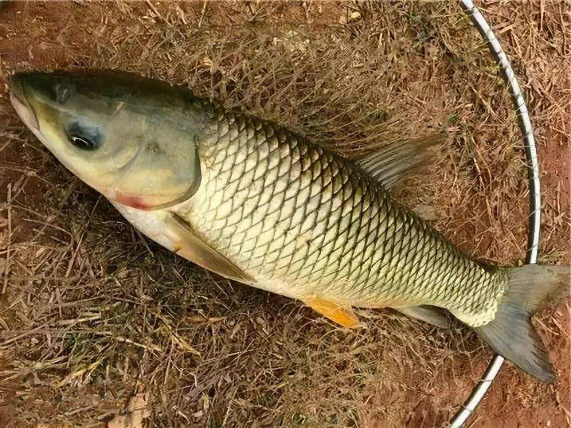 餌料搭配草魚經典視頻_草魚餌料經典搭配_草魚餌怎么搭配