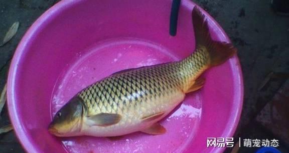 教你三種發酵餌料制作方法_草魚餌料自制方法不用發酵_如何做發酵魚餌