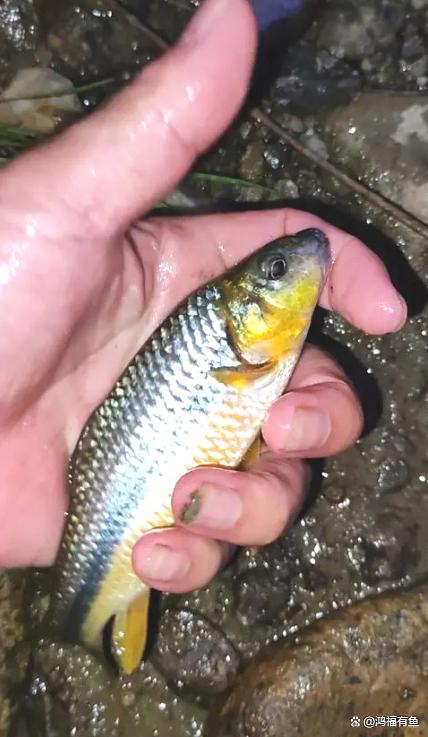 上古世紀釣魚大賽_上古世紀西大釣魚地點_上古世紀淡水魚怎么釣