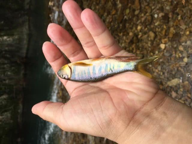 上古世紀淡水魚怎么釣_上古世紀釣魚大賽_上古世紀西大釣魚地點