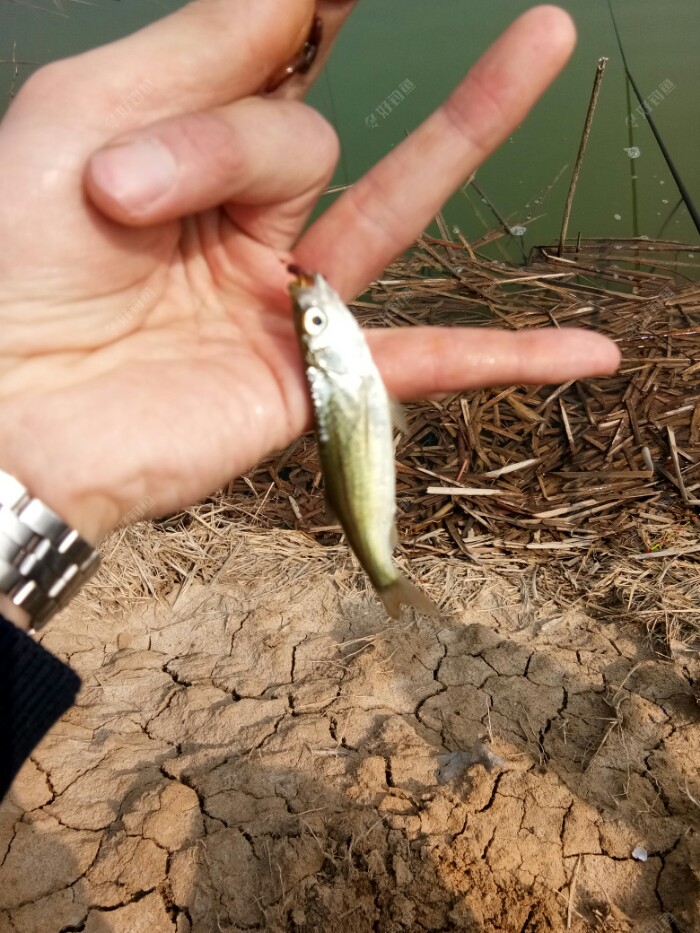 小貓釣魚原文及練習題：如何避免三心二意釣到更多魚？
