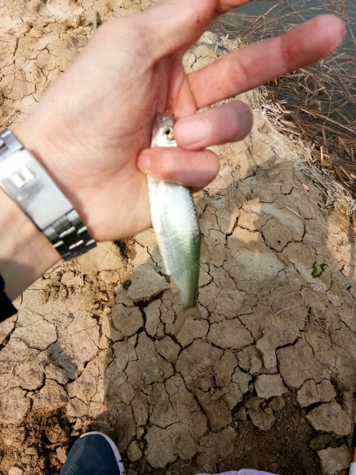小貓釣魚下載正版_小貓釣魚正版_小貓釣魚