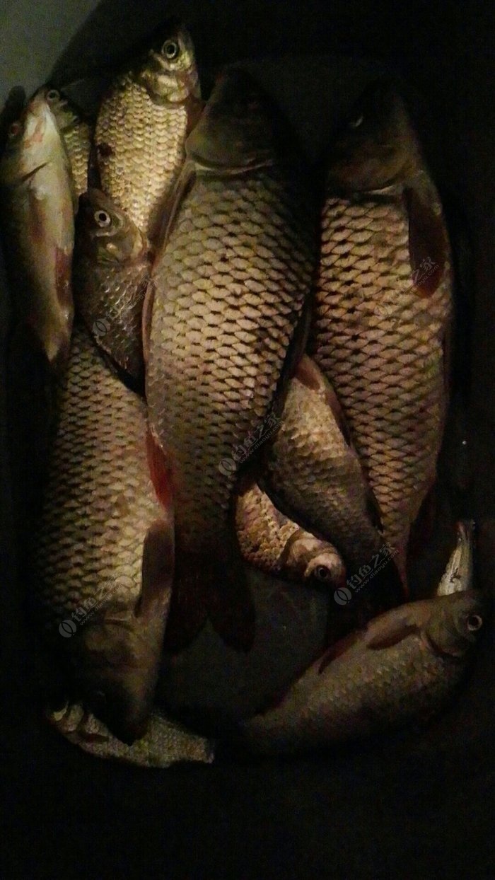 團子餌釣法_餌窩料配方_曲酒釣鲇魚餌料團子釣法的窩料有哪幾種?