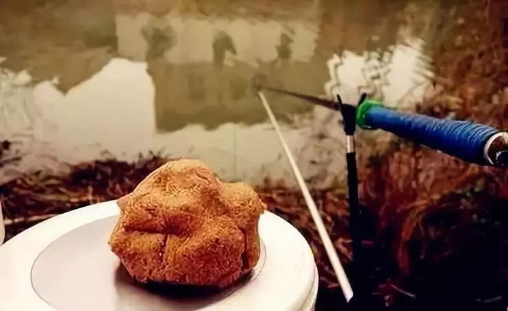 野釣鯽魚中藥自制酒米全過程必看_鯽魚中藥酒米配方_釣鯽魚米酒的做法