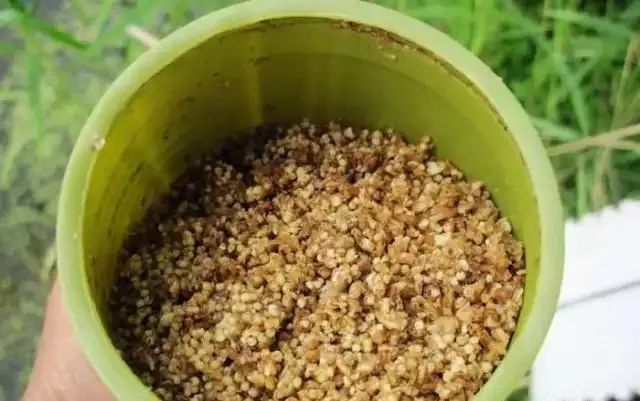 鯽魚中藥酒米配方_野釣鯽魚中藥自制酒米全過程必看_釣鯽魚米酒的做法