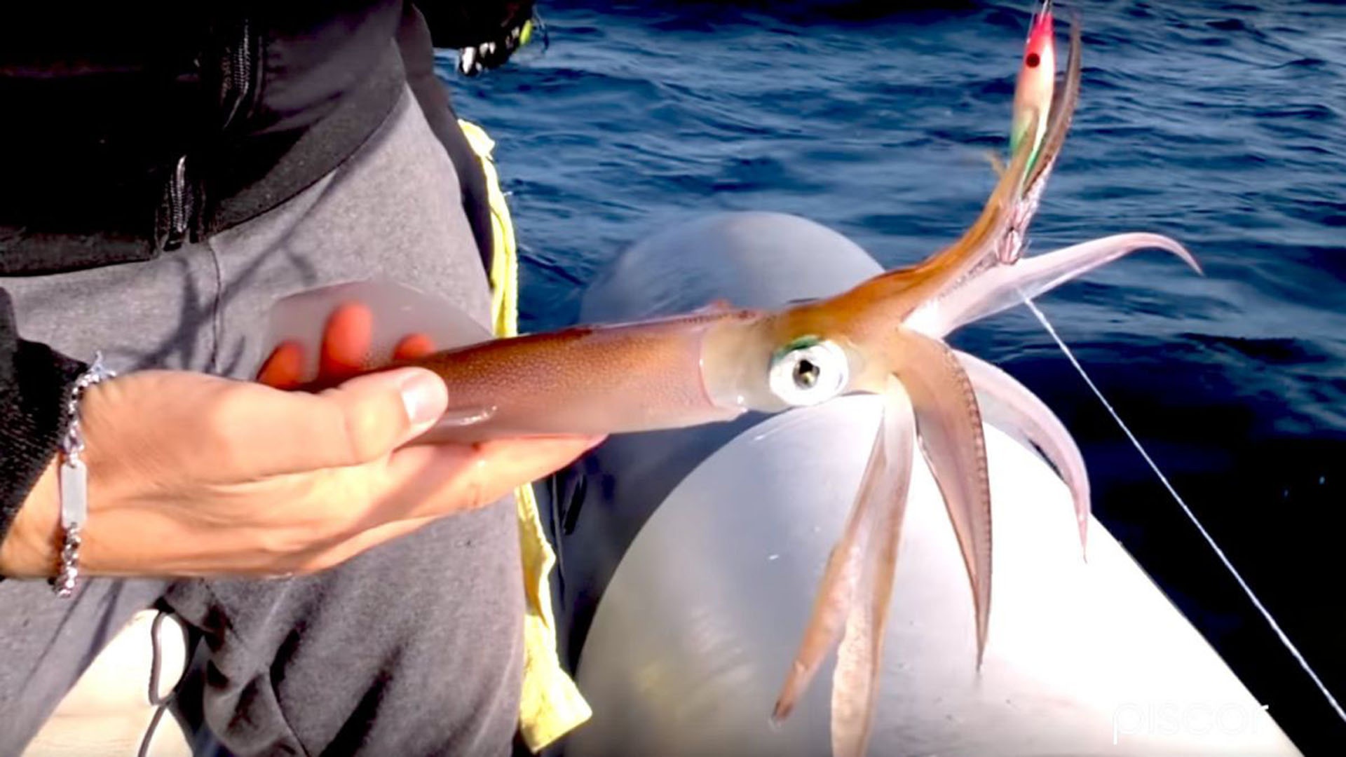 釣魚視頻海釣_海釣魚視頻大全高清_釣魚視頻2021