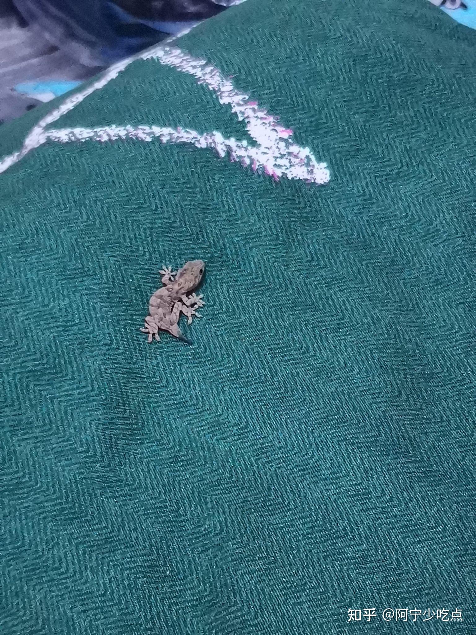 吃黑魚好不好_吃黑魚有什么忌諱嗎_黑魚吃什么食物