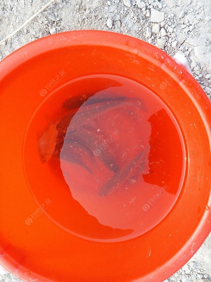 夾河橋釣魚_夾河_夾河釣魚攻略_夾河可以釣魚嗎_夾河有什么魚