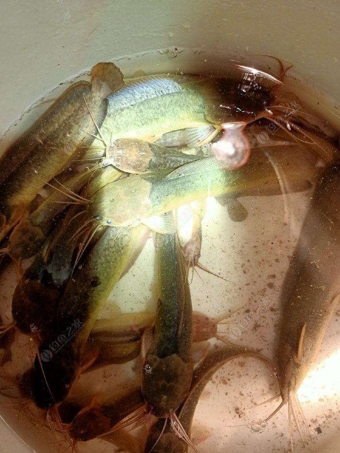 附近野塘釣魚的地方_周邊魚塘釣魚_成都市周邊釣魚野塘