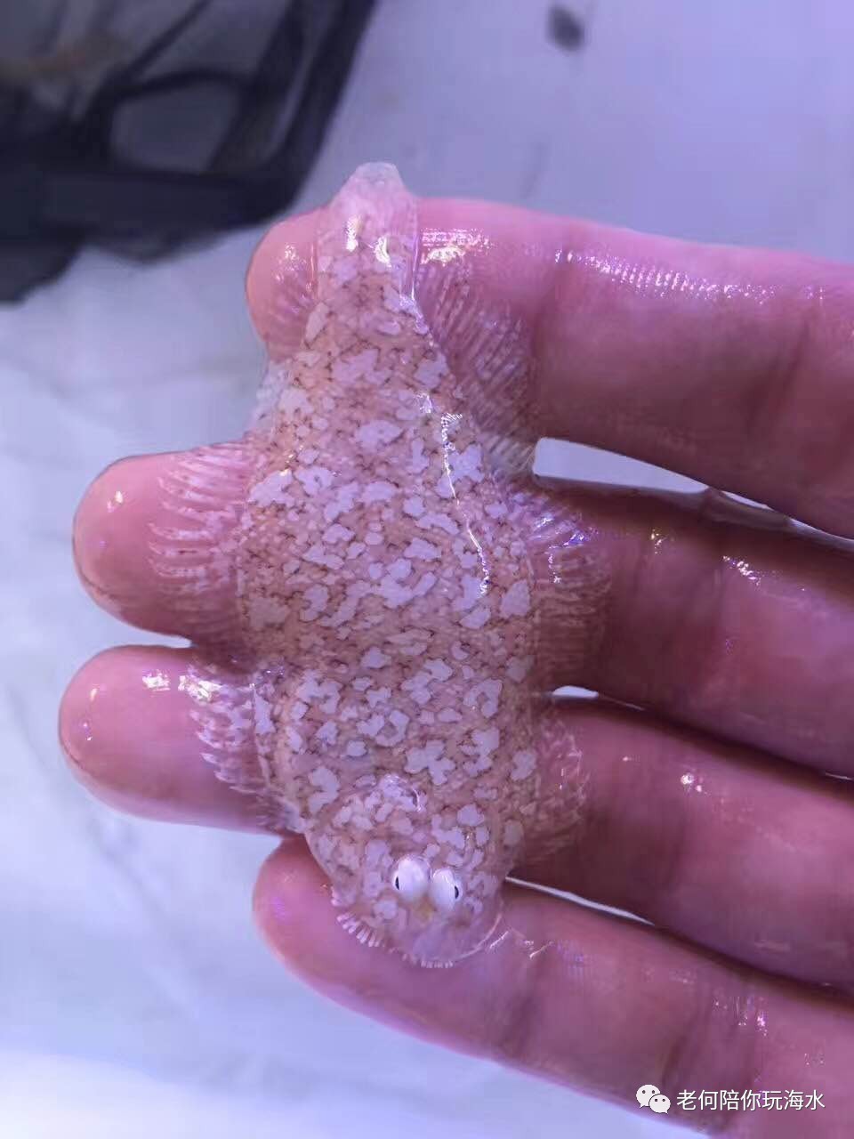 黃鱔吃什么食物_黃鱔吃黃鱔嗎_黃鱔吃的食物