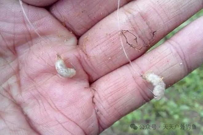 釣草魚用串鉤好嗎_串鉤釣草魚用什么餌料好_釣草魚串鉤釣法