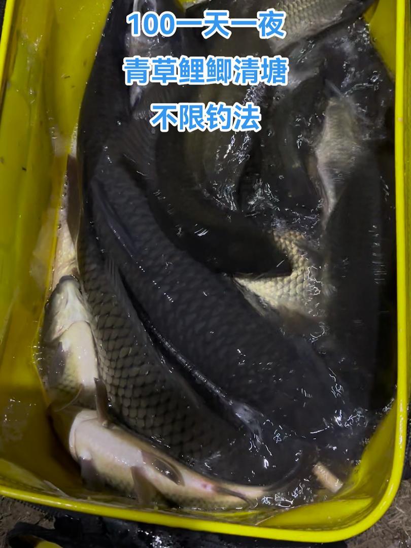 水庫釣魚視頻大全高清_水庫垂釣視頻_水庫釣魚視頻實戰大魚
