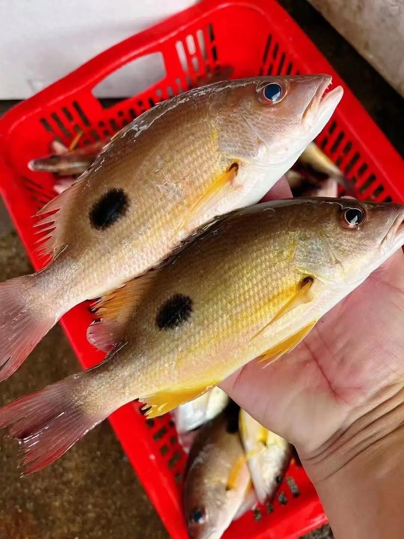 義烏免費釣魚點跪求告知釣魚之家_義烏釣魚場收費_義烏釣魚的地方免費的