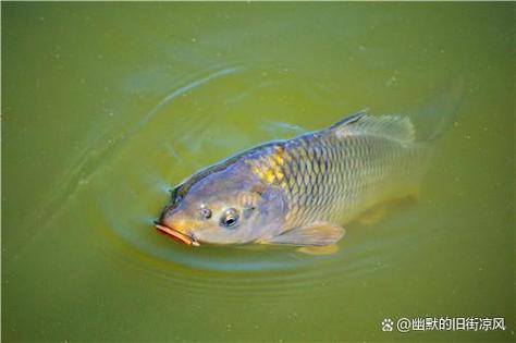 鯉魚頻道解說_鯉魚的自頻道_鯉魚頻道說