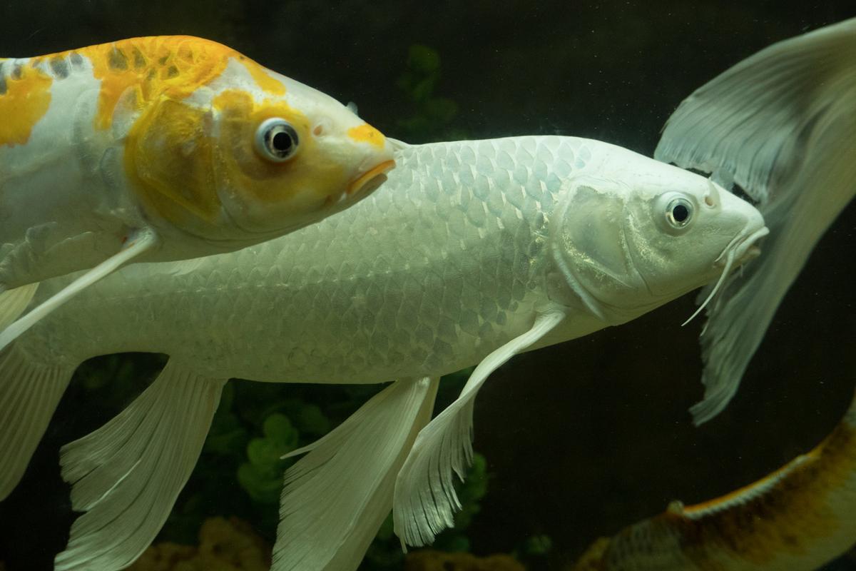 鯉魚頻道解說_鯉魚頻道說_鯉魚的自頻道