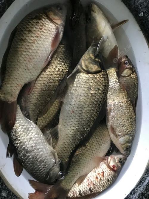 水庫釣魚地址_許家崖水庫釣魚地點_水庫村釣魚是不是免費