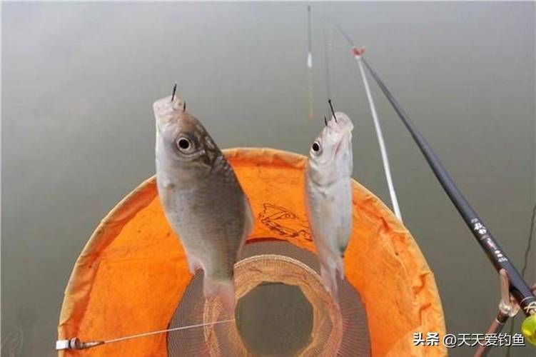 秋季垂釣鯽魚：精選餌料搭配技巧，提升釣魚成功率