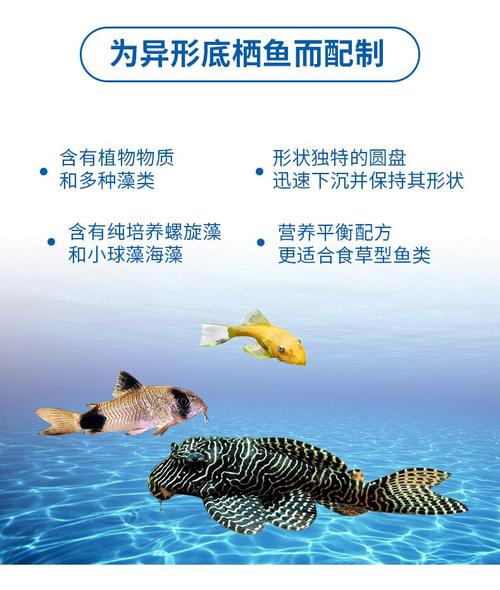探索胡子魚的飲食習慣：了解這種肉食性魚類的食物偏好