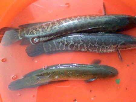 胡子魚會吃什么_胡子魚吃什么食物_胡子魚吃什么食物長大