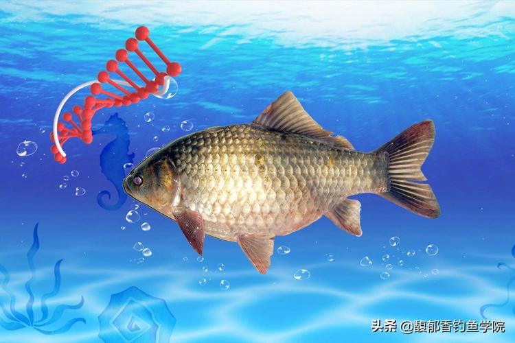 胡子魚會吃什么_胡子魚吃什么食物長大_胡子魚吃什么食物