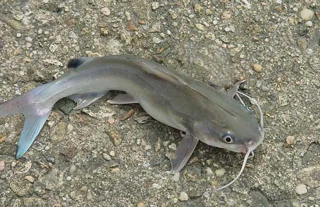 探索胡子魚的奇特形態與獨特習性：認識魚類世界的豐富多樣性