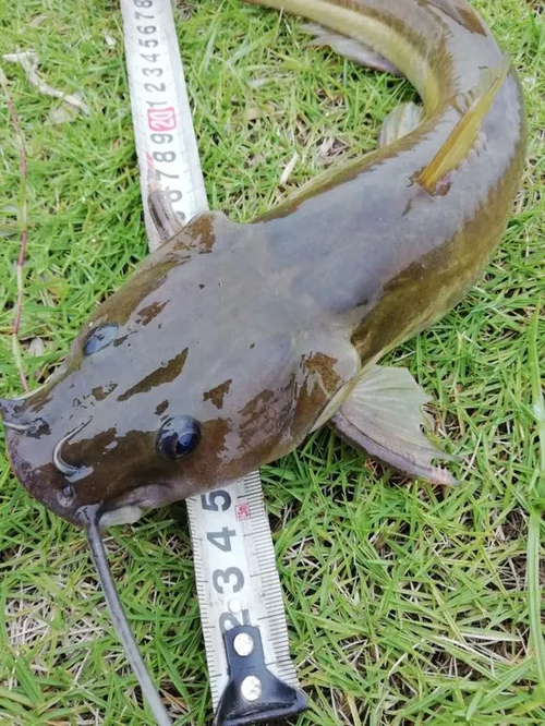 胡子魚是什么魚_魚胡子可以吃嗎_魚胡子是干什么的作用