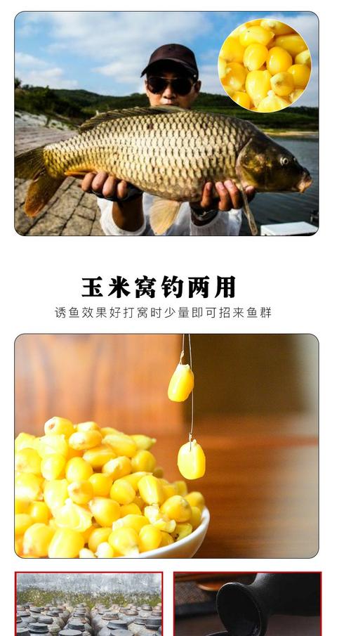 自制老壇發酵玉米窩料_老壇玉米發酵方法視頻_老壇發酵玉米窩料制作視頻